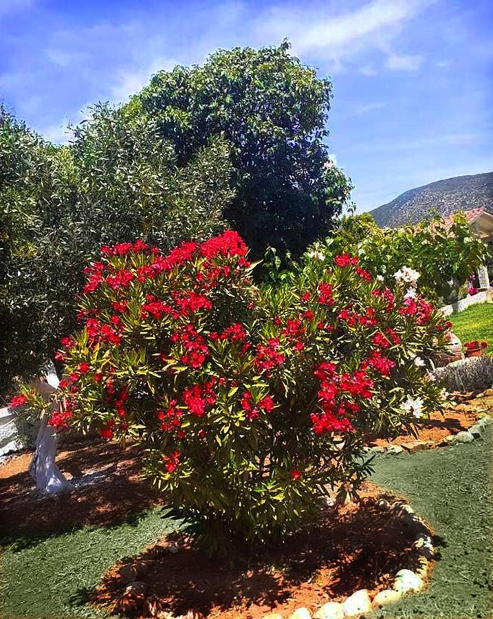 Villa Aelia - A Peaceful And Private Place Argostoli  Exterior photo